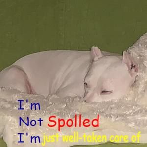 Meet your Posher, Teresa